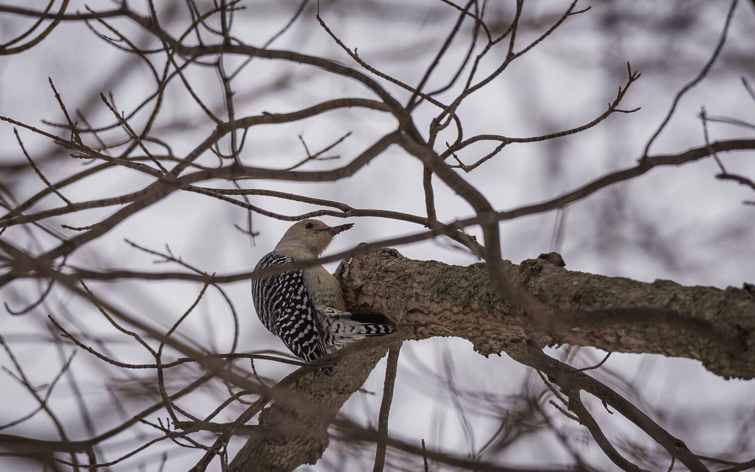 1/400, f/7.1, ISO 220, 480mm