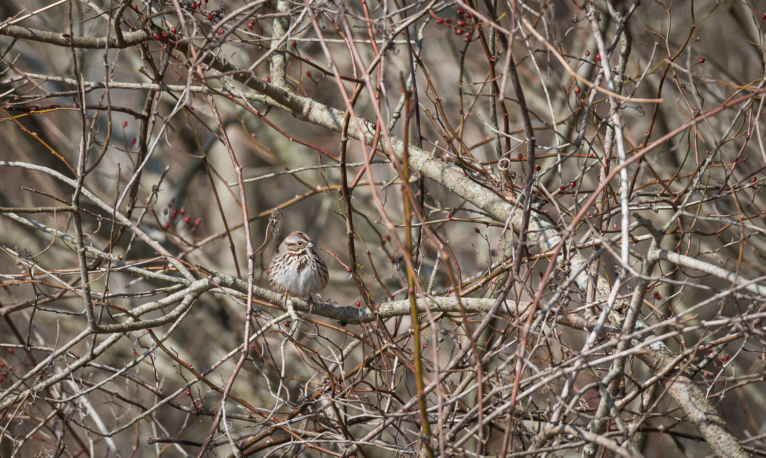 1/250, f/7.1, ISO 100, 500mm