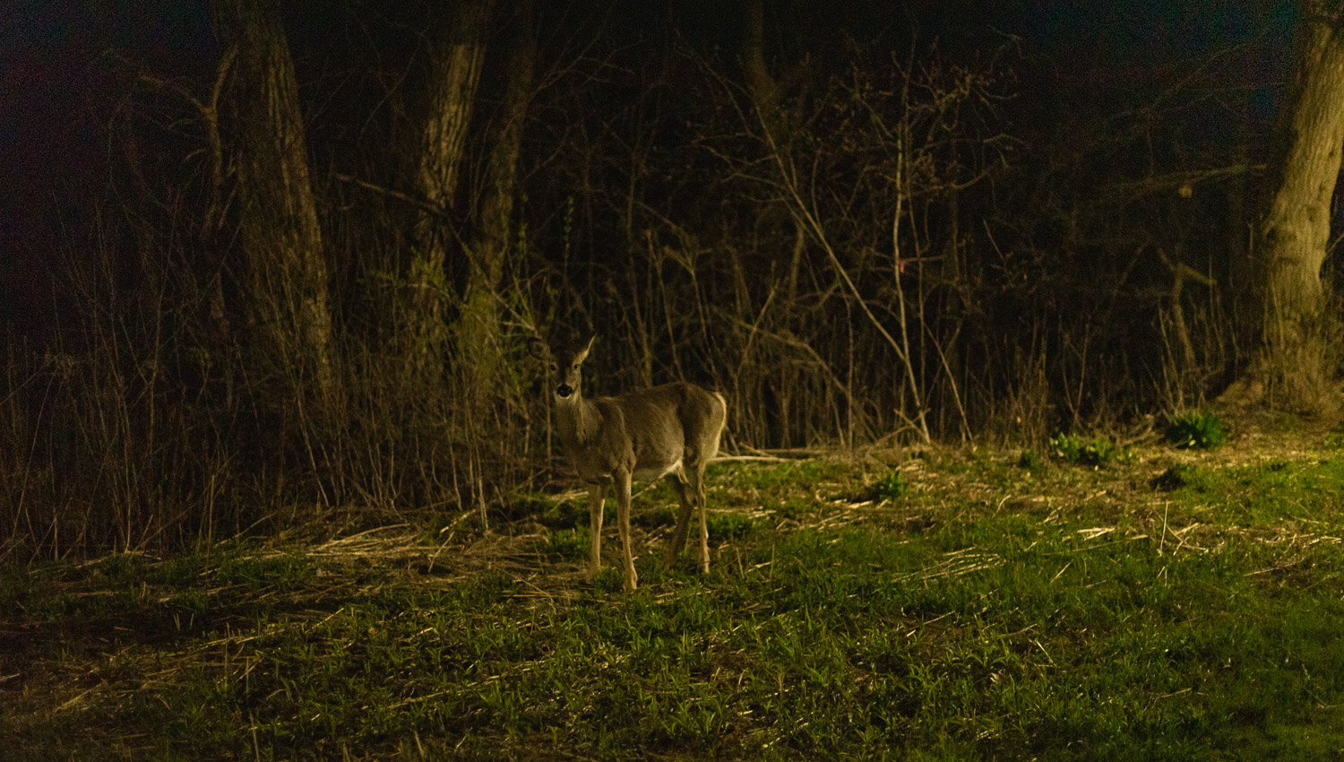 1/60, f/1.6, ISO 4000, 50mm