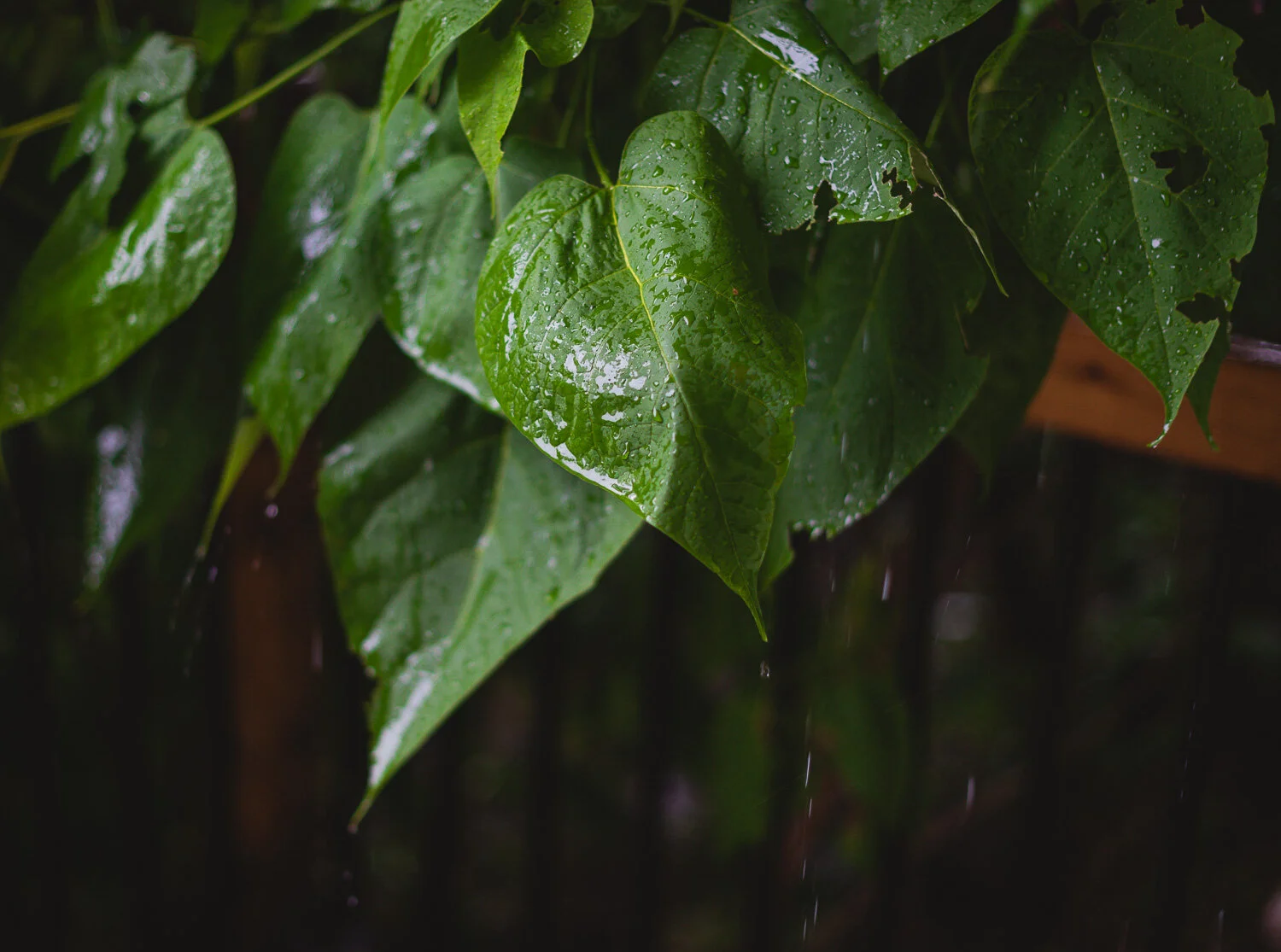  1/60, f/1.8, ISO 500, 50mm 