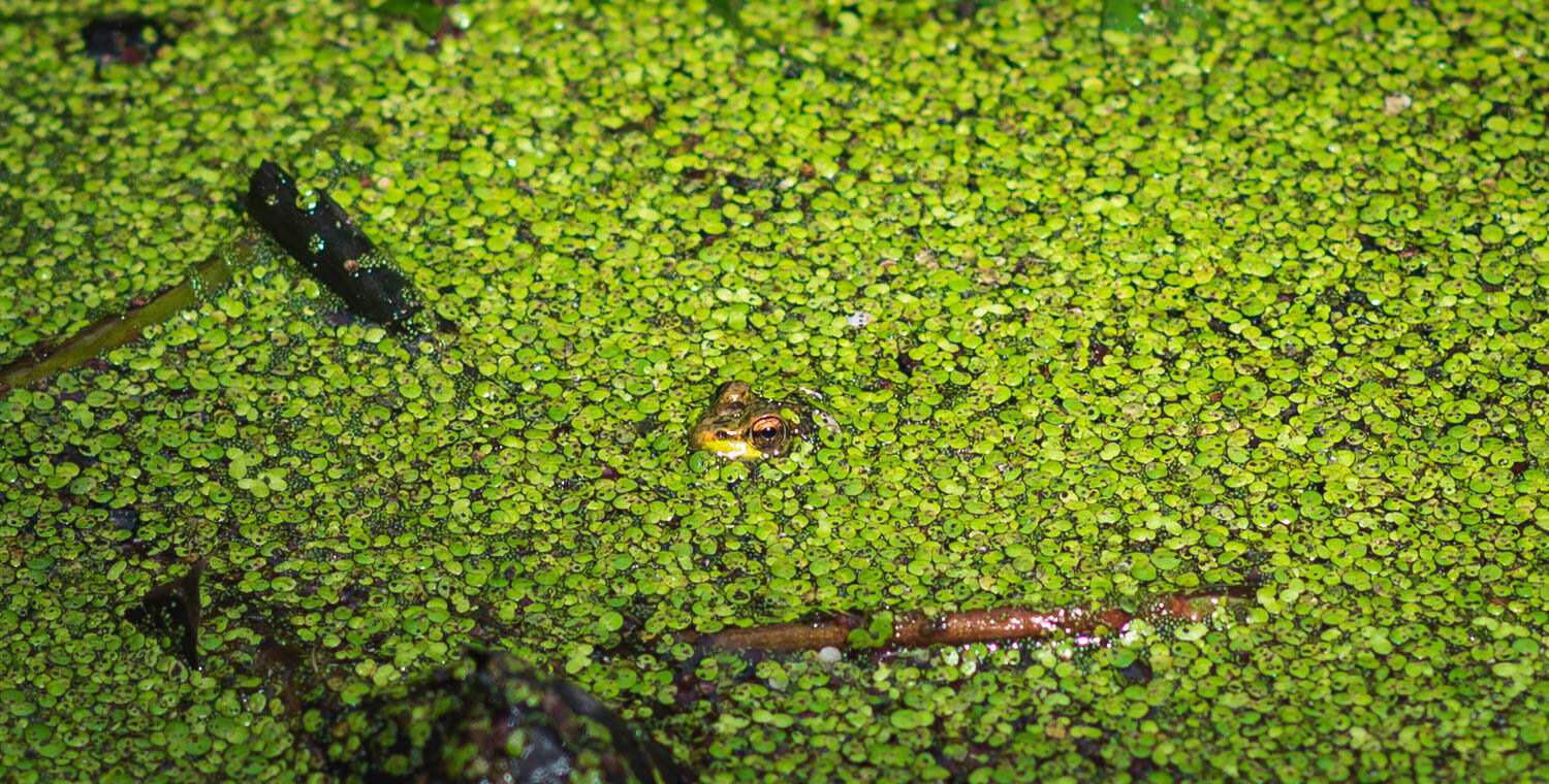 1/800, f/3.2, ISO 100, 85mm