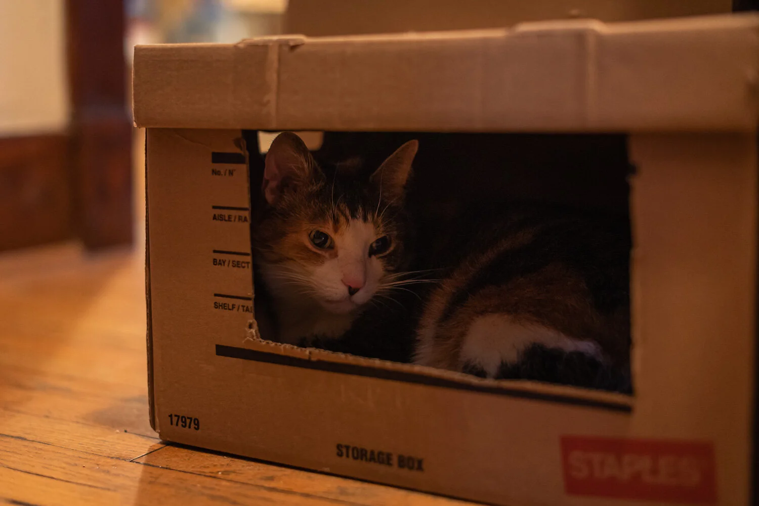  1/60, f/2, ISO 2000, 50mm 