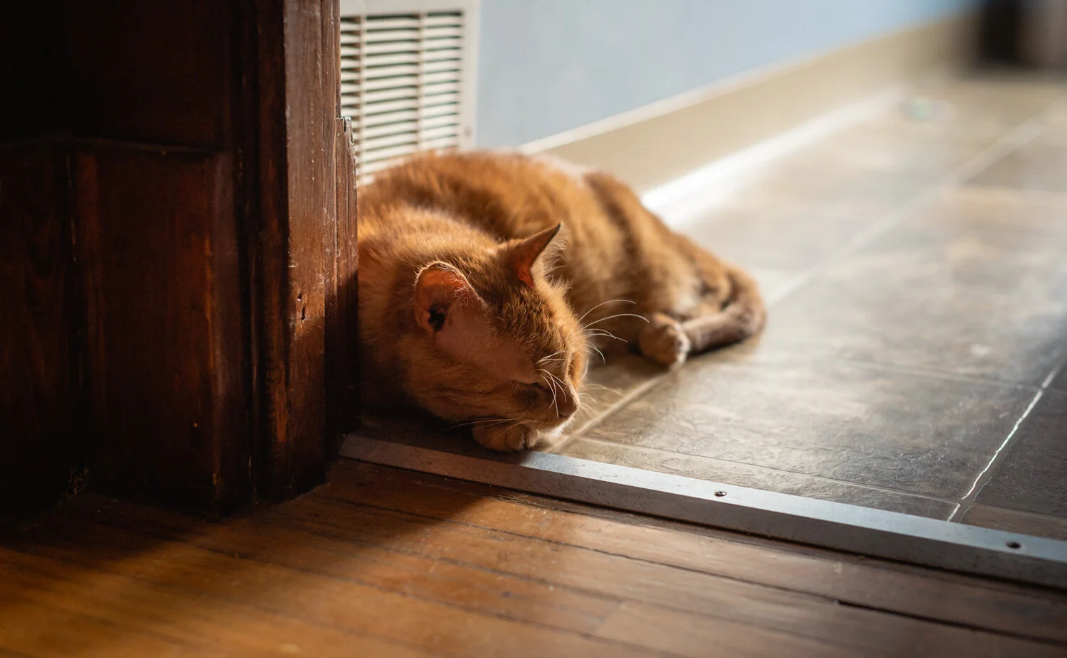  1/60, f/2.8, ISO 1250, 50mm 