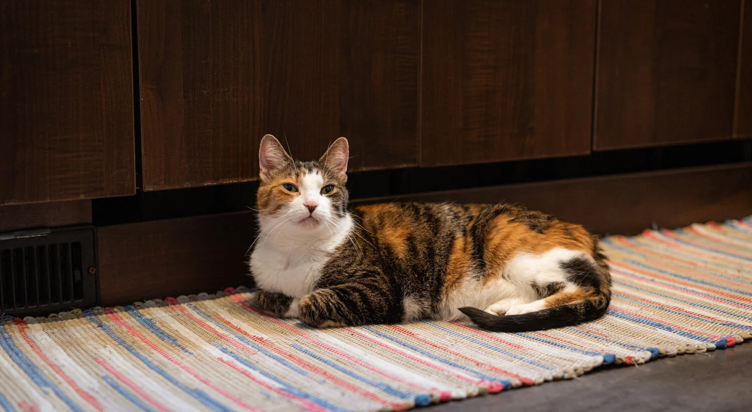  1/60, f/2.5, ISO 1250, 50mm 
