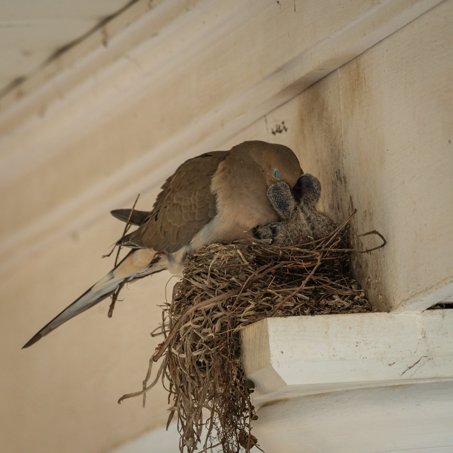 1/500, f/8, ISO 250, 500mm