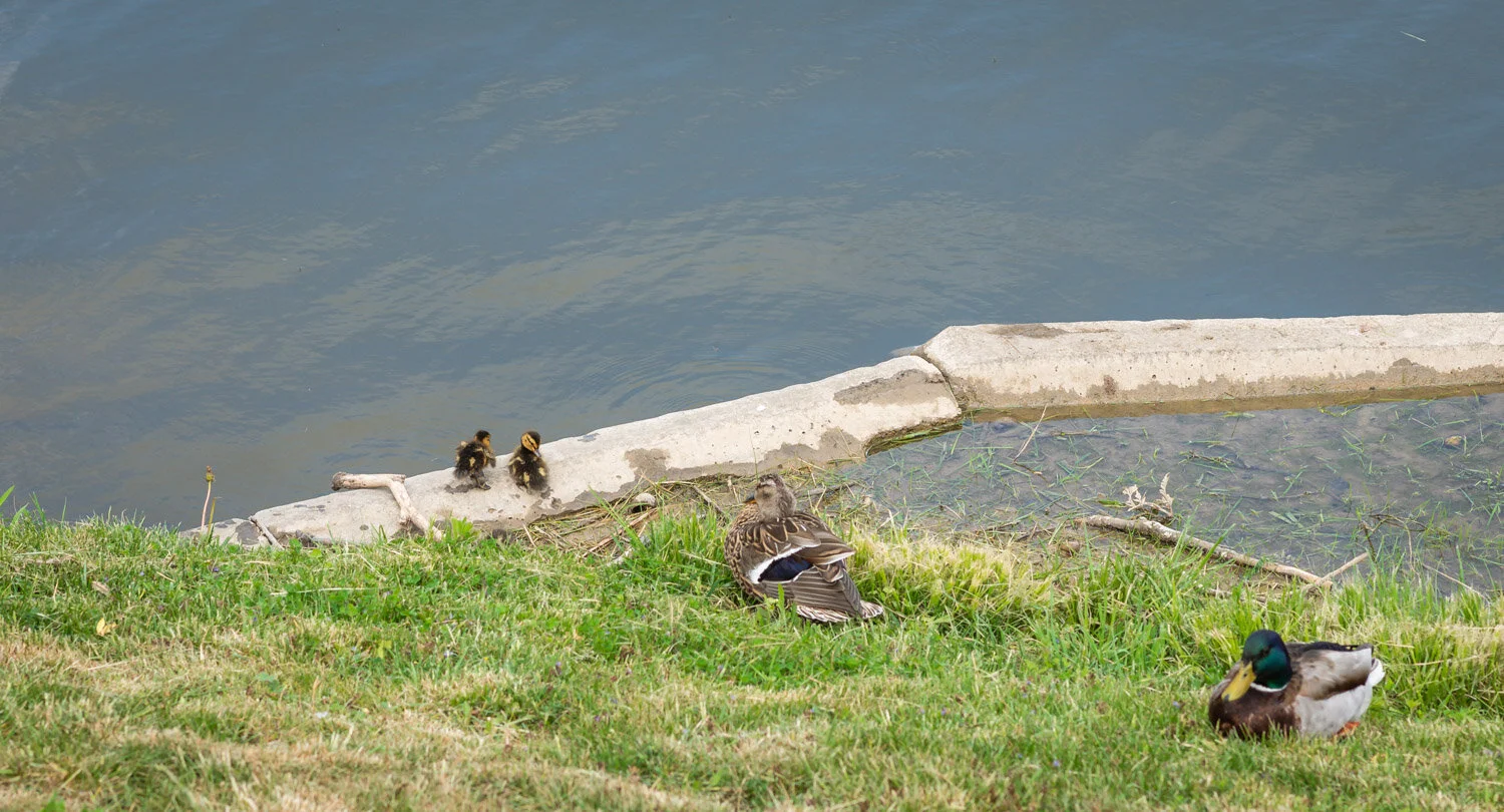  1/320, f/6.3, ISO 160, 85mm 