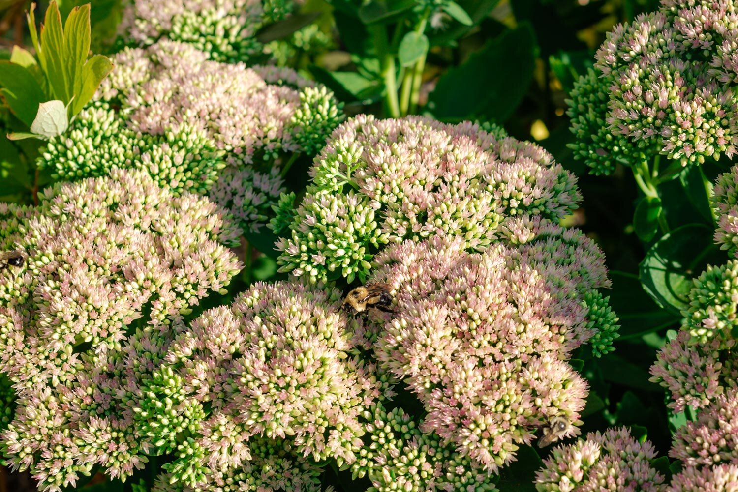  1/160, f/7.1, ISO 100, 50mm 