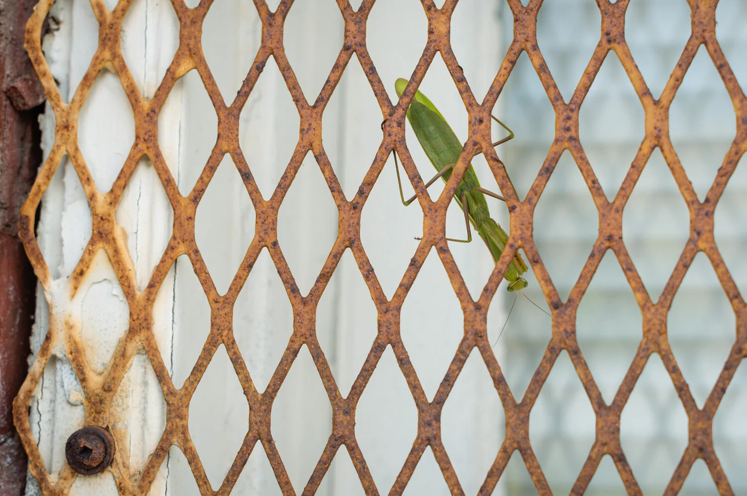  1/250, f/4.5, ISO 100, 50mm 