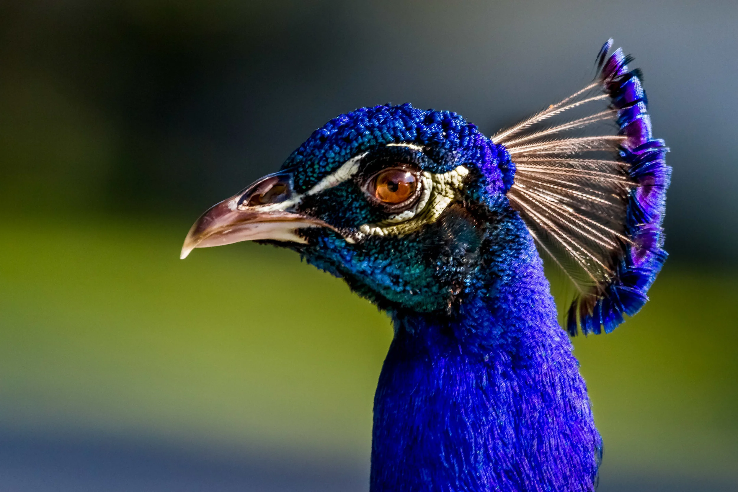 JeffGrahamPhotography-73942769.jpg