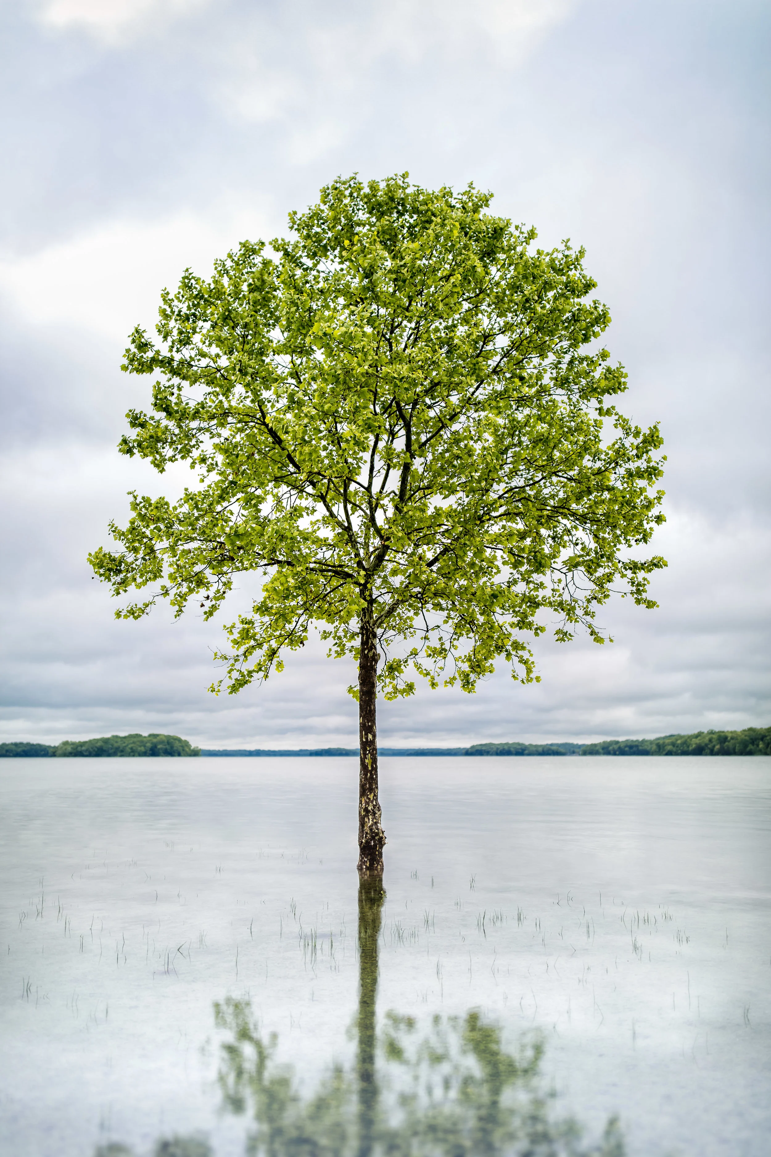 JeffGrahamPhotographyWeb-FloodedTree.jpg