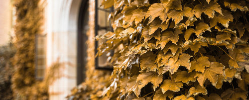 Running from March to May, the Autumn series at St George’s features the biennial Butterfly Lovers Concert, as well as performances by the Chamber Orchestra and Early Music Ensembles. The Series also features performances on the Fazioli 278.