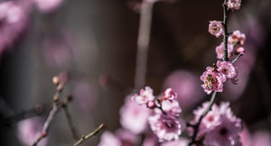 The Spring Music Series at St George’s takes place from September to November. The finals of the annual Intercollegiate Piano Competition are held in the Dining Hall, as well as performances by the Chamber Orchestra, String Quartet and Early Music Ensemble.