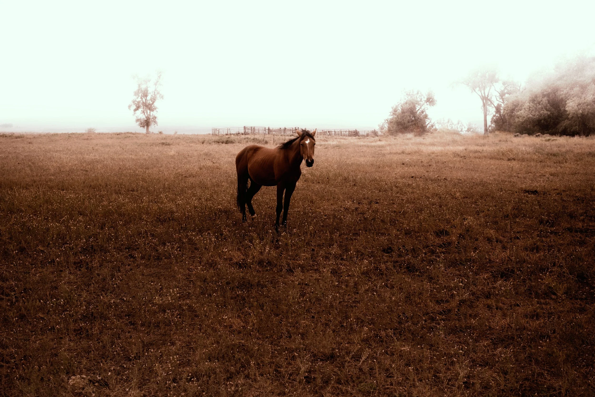 DSCF2566-emanuelabocsephoto.jpg