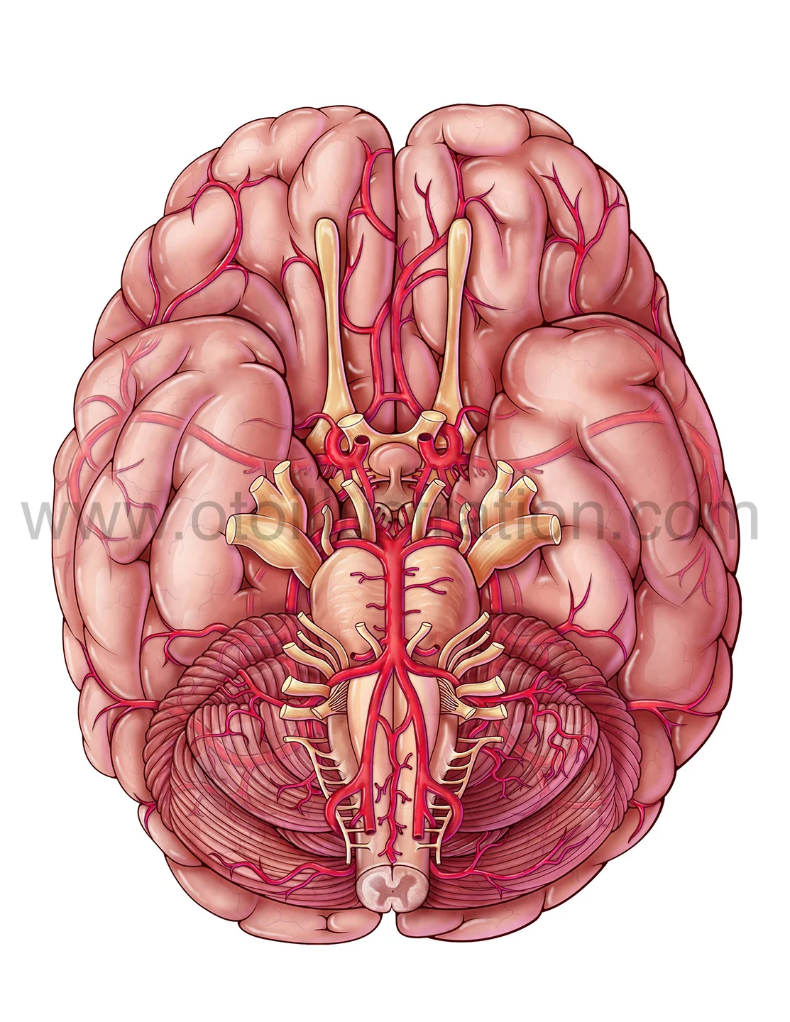 CerebralArteries_(ghost) copy.jpg