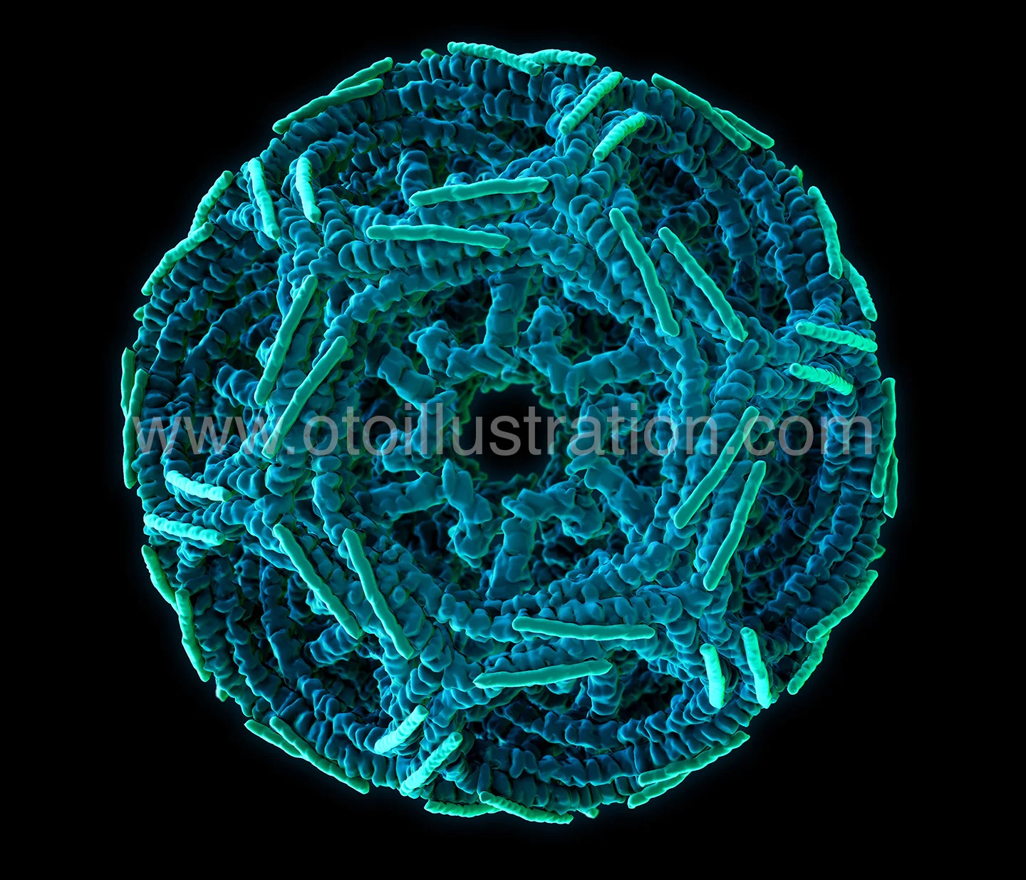 clathrin_blkBG copy.jpg
