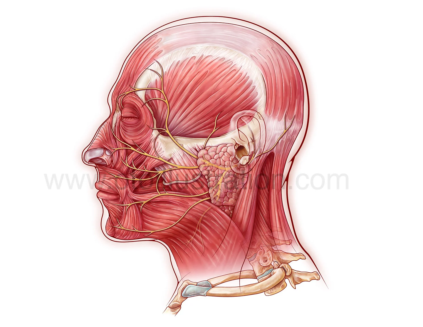 Facial_Muscles_Nerves_Gland copy.jpg