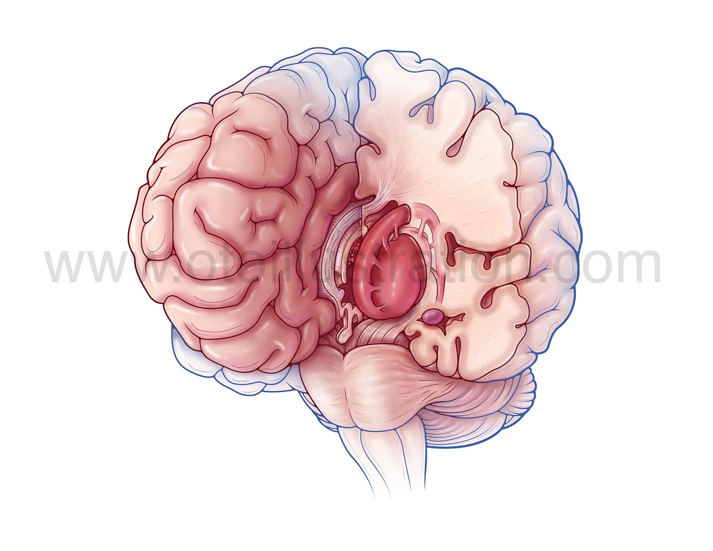 LimbicSystem copy.jpg