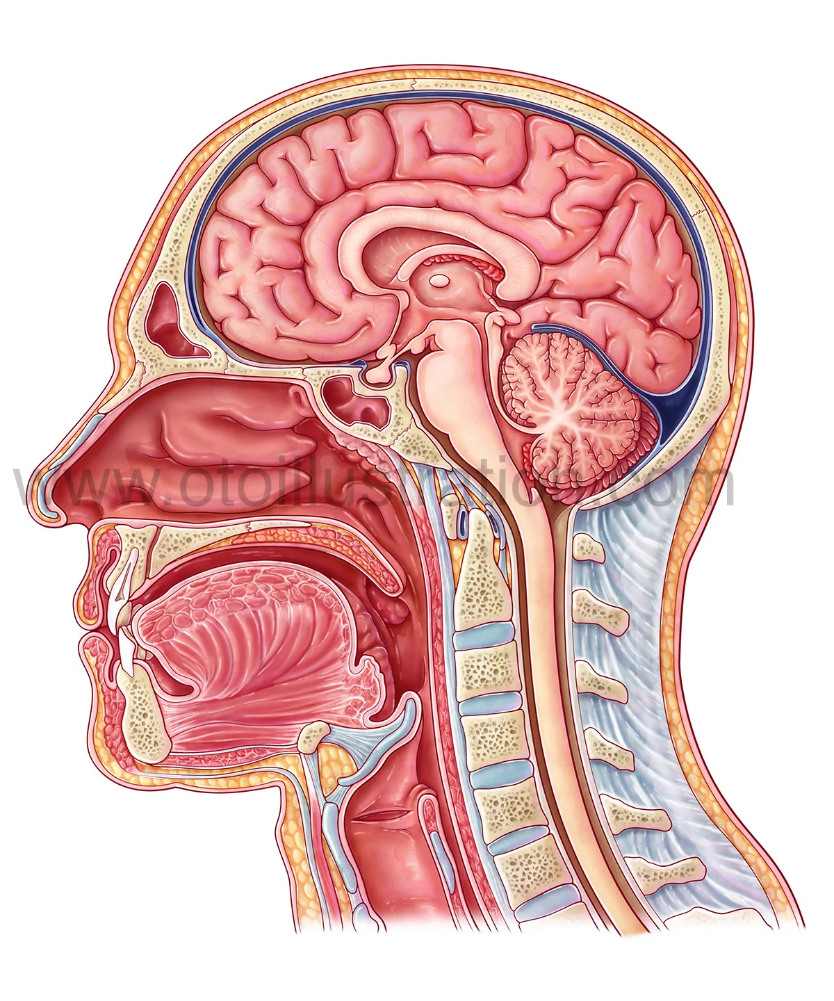 MidsagittalSection.jpg