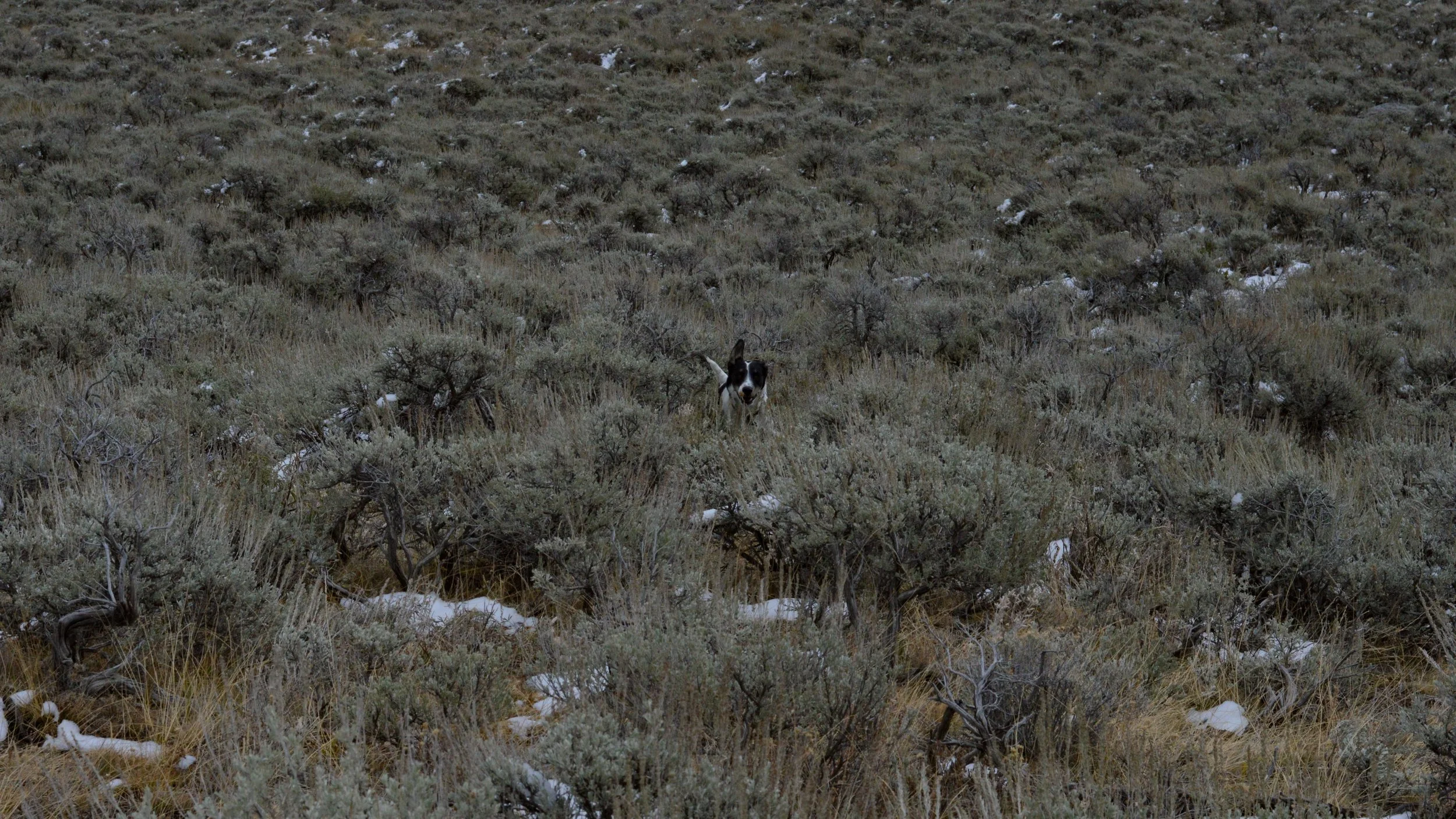 DSC_0264.jpg