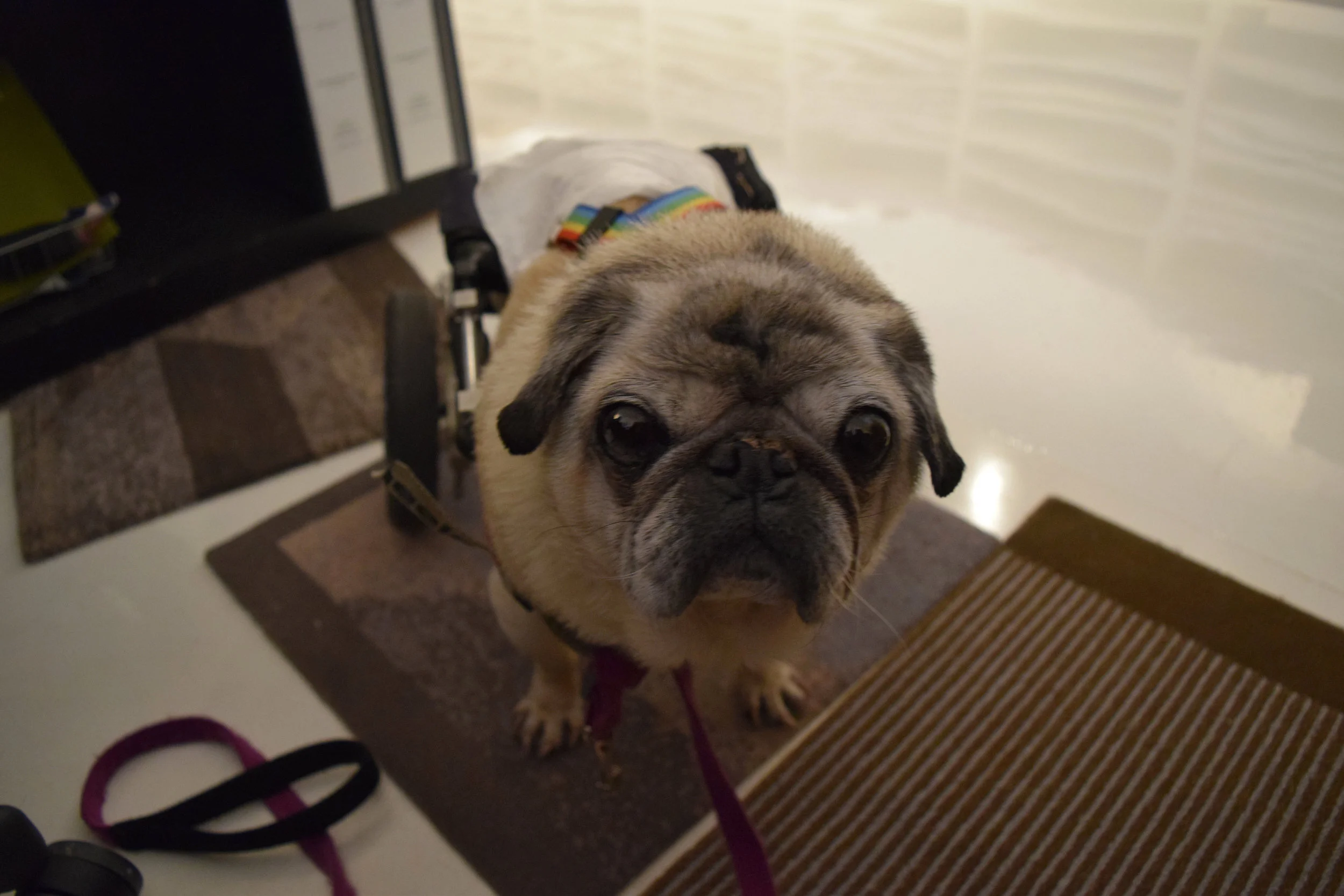 Momo Visits the Office