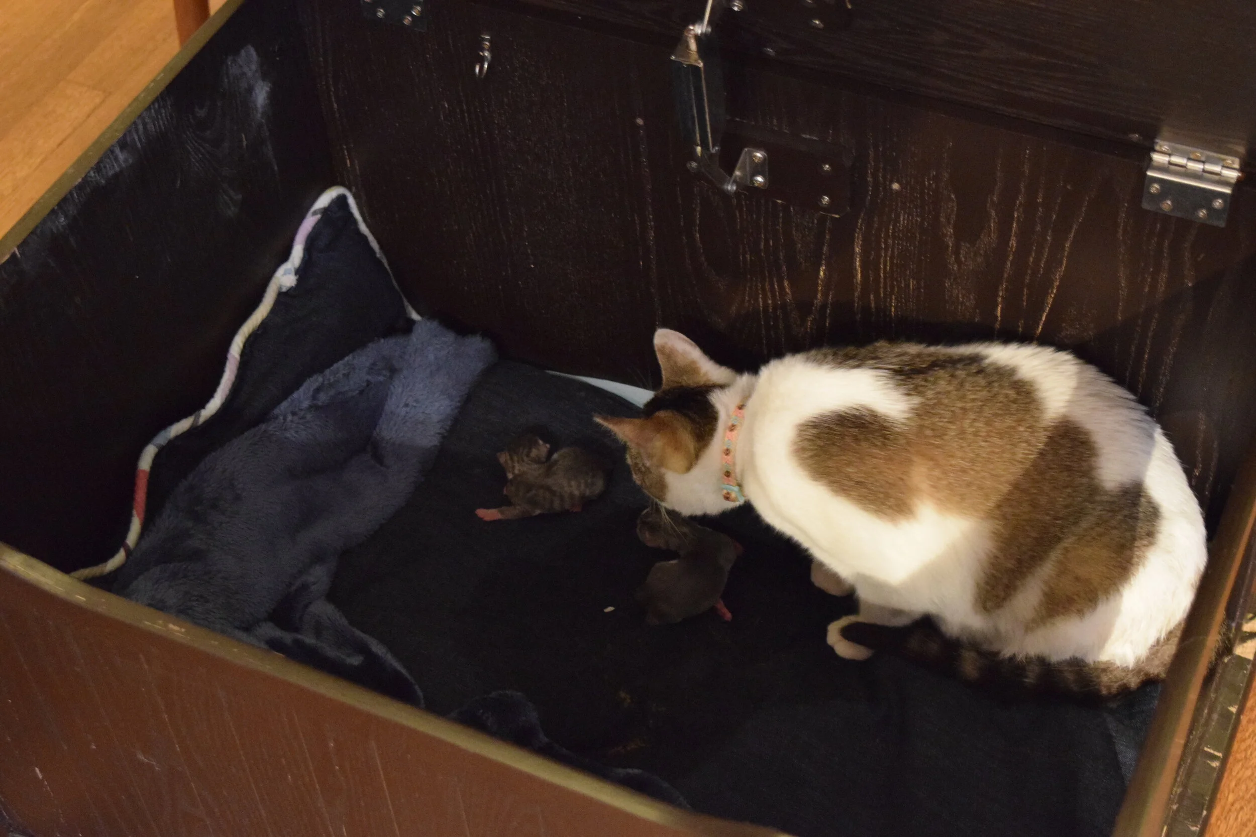 Mushi's Kittens, Born April 27, 2020