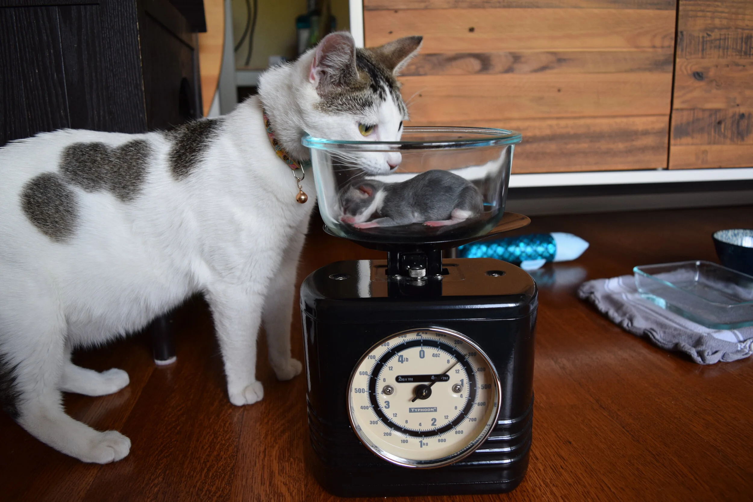 Weighing the Kittens, April 27, 2020