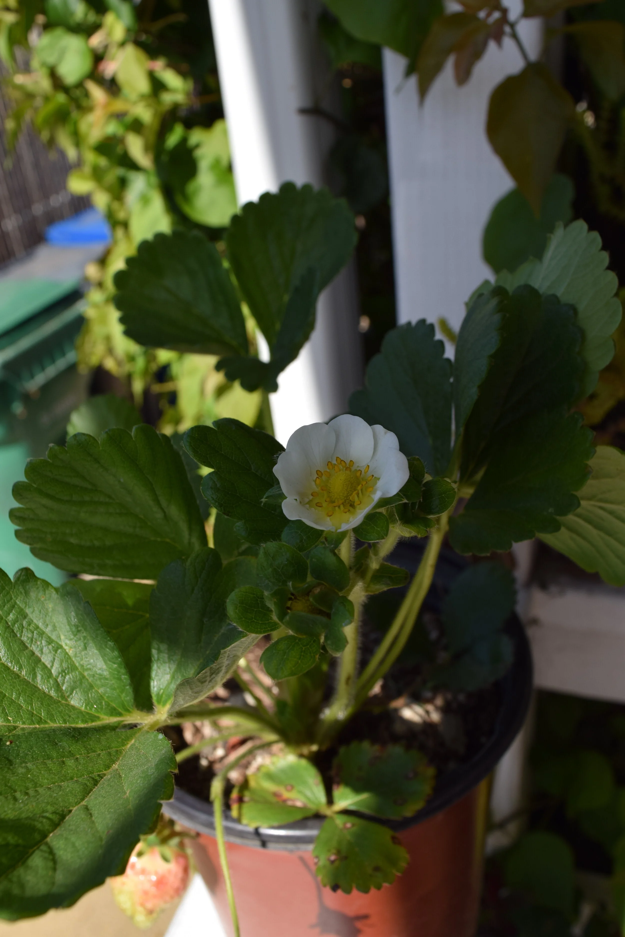 Strawberry Blossom