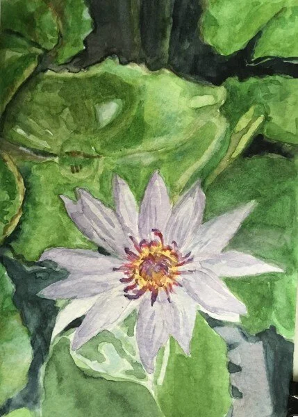 Waterlily 5x7.jpeg