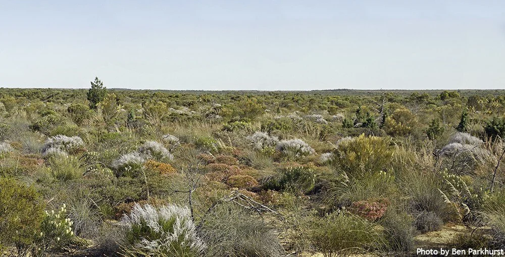 The Eurardy Reserve in Western Australia, CNCF’s current project