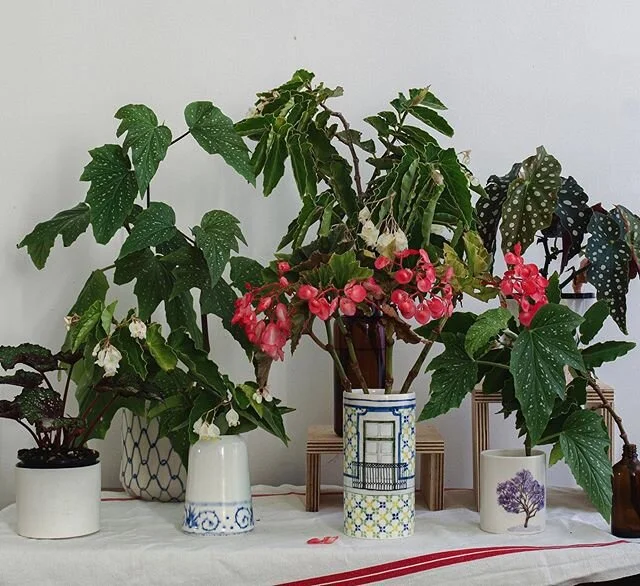 Whilst I haven't &quot;always depended on the kindness of strangers&quot;, it's one of my favourite things about us humans.
🌱
The other day on our family walk, I came across a house with the biggest cane begonias growing in its front garden (pic 3).