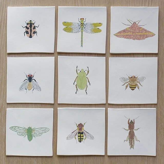 If you've been following my stories, you will have seen updates with wonderful caterpillars that turn into the most amazing moths, of Christmas beetles, of bees, cicadas, ladybirds and dragonflies. The thing they all have in common is that I've spott