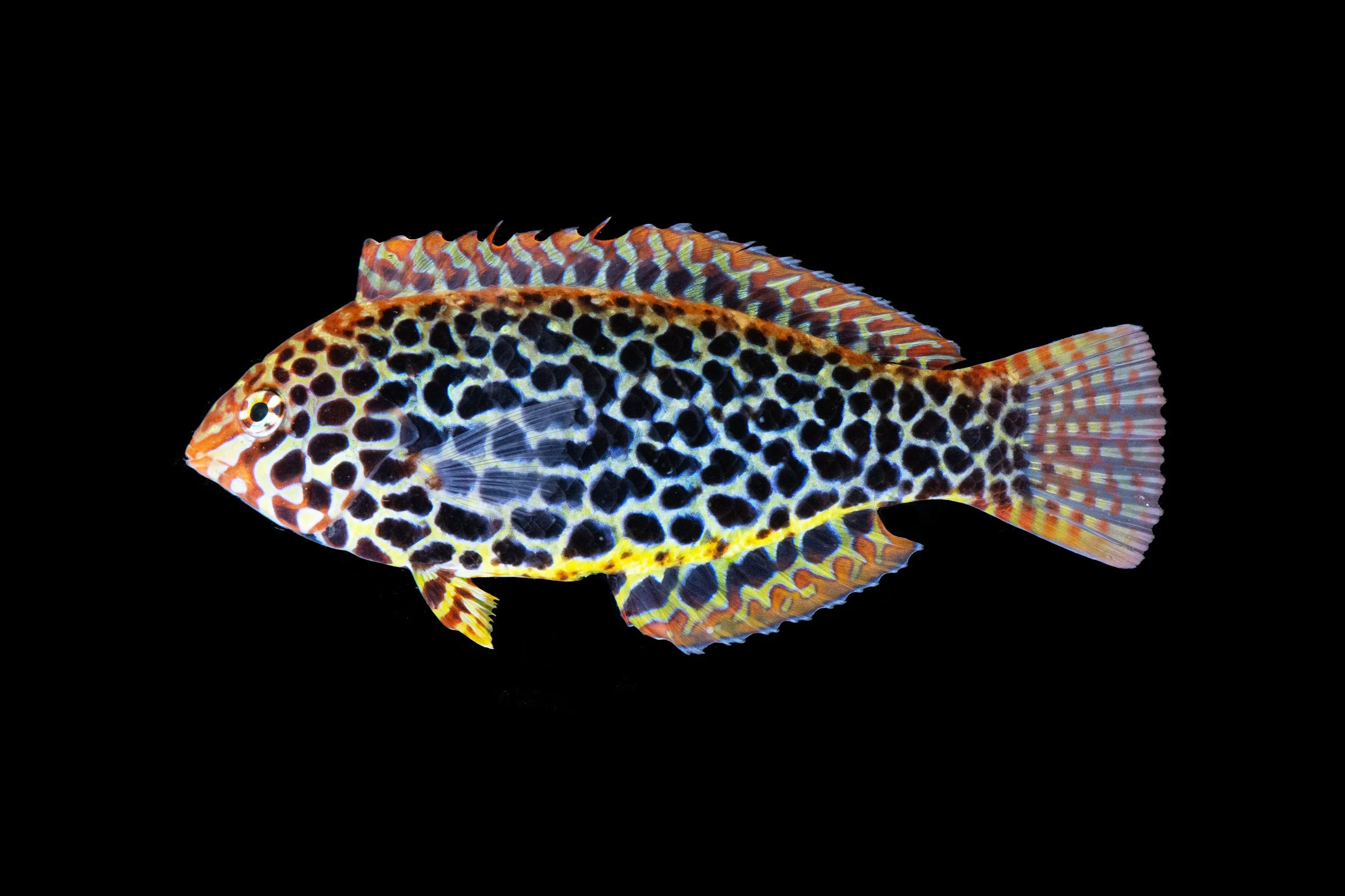 Macropharyngodon_meleagris_F_DSC_9878 copy 2.JPG