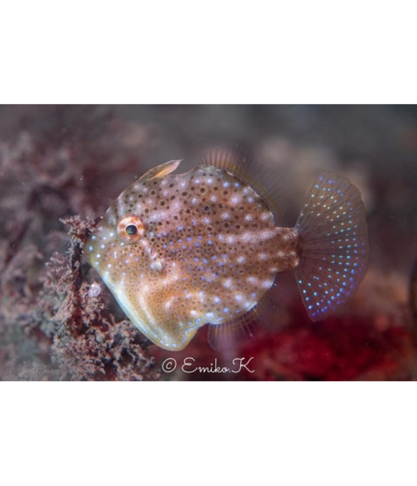 Southern Pygmy Leatherjacket - Natural History & Ceramics Painting Masterclass - 7 November