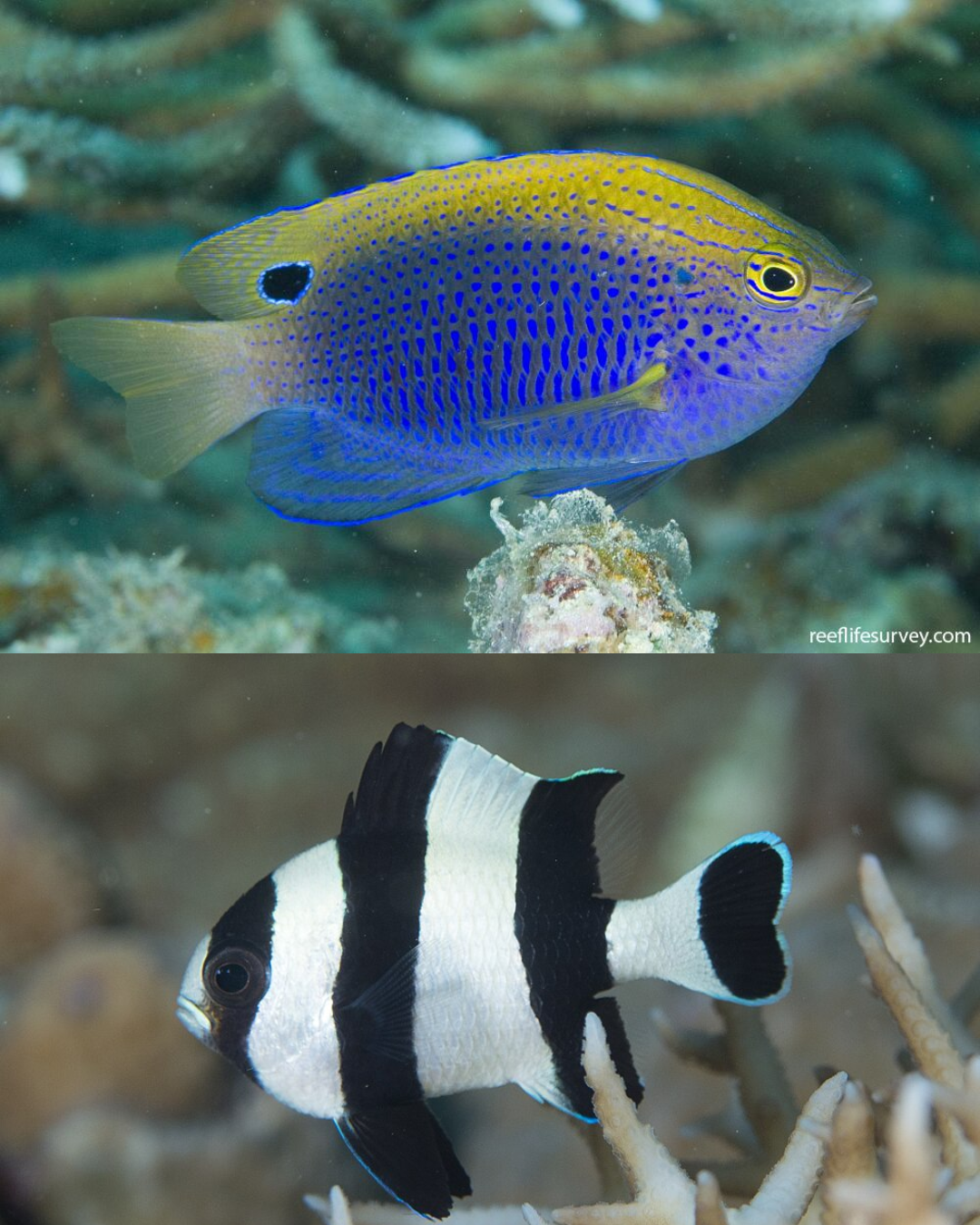 Damselfish.png