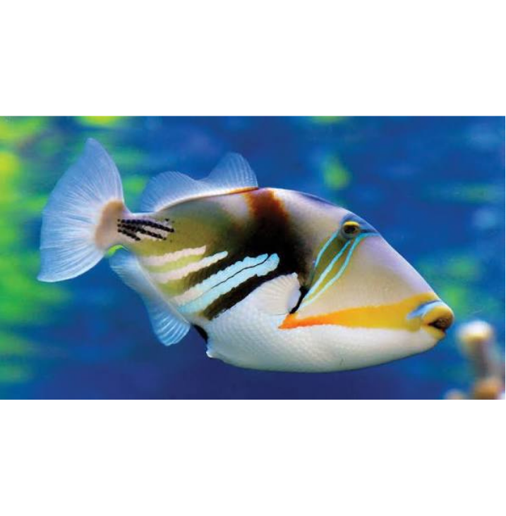 Untitled design (6).png