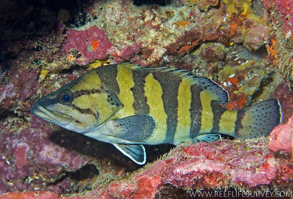 Yellowbanded Wirrah- Natural History & Ceramics Painting Masterclass - 27 June