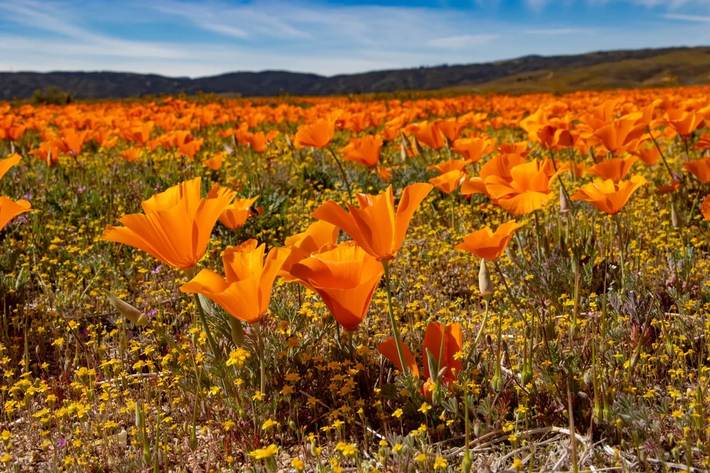 PORTAL RIDGE WILDLIFE PRESERVE — Transition Habitat Conservancy