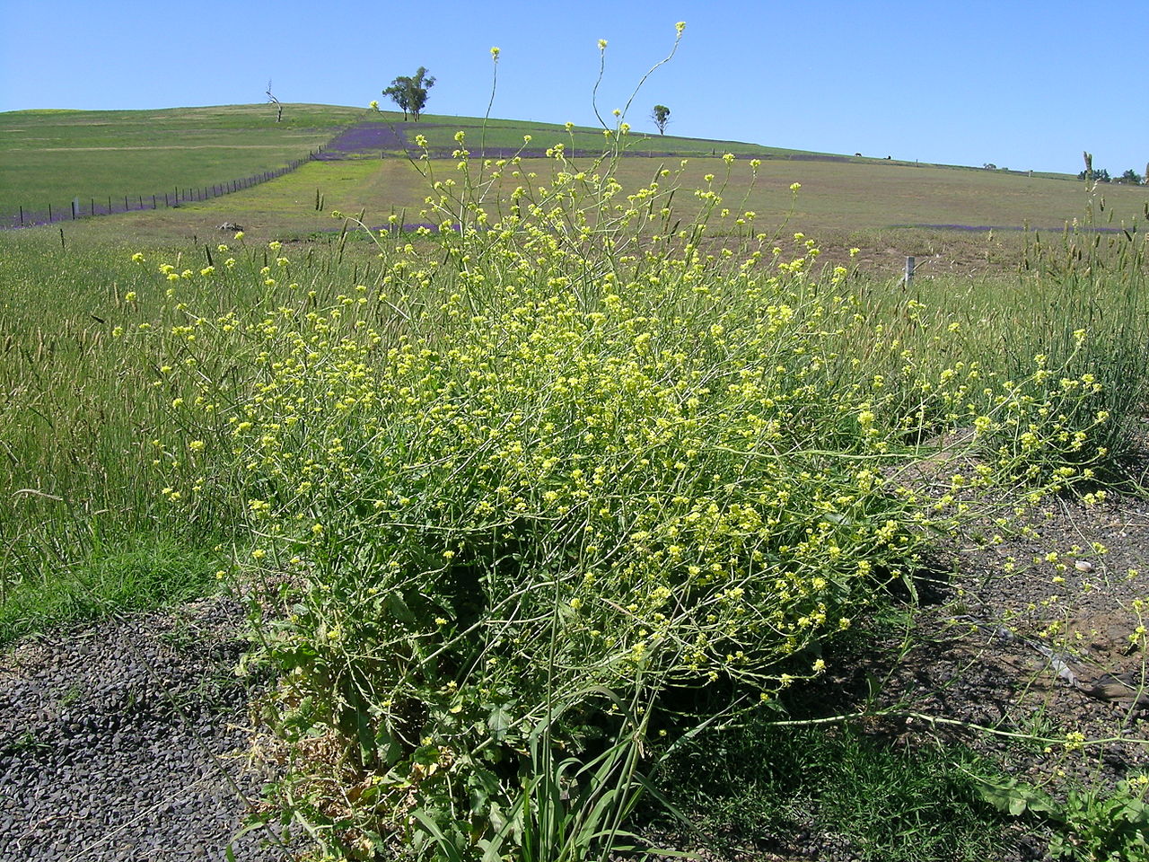 Shortpod Mustard Hirschfeldia incana