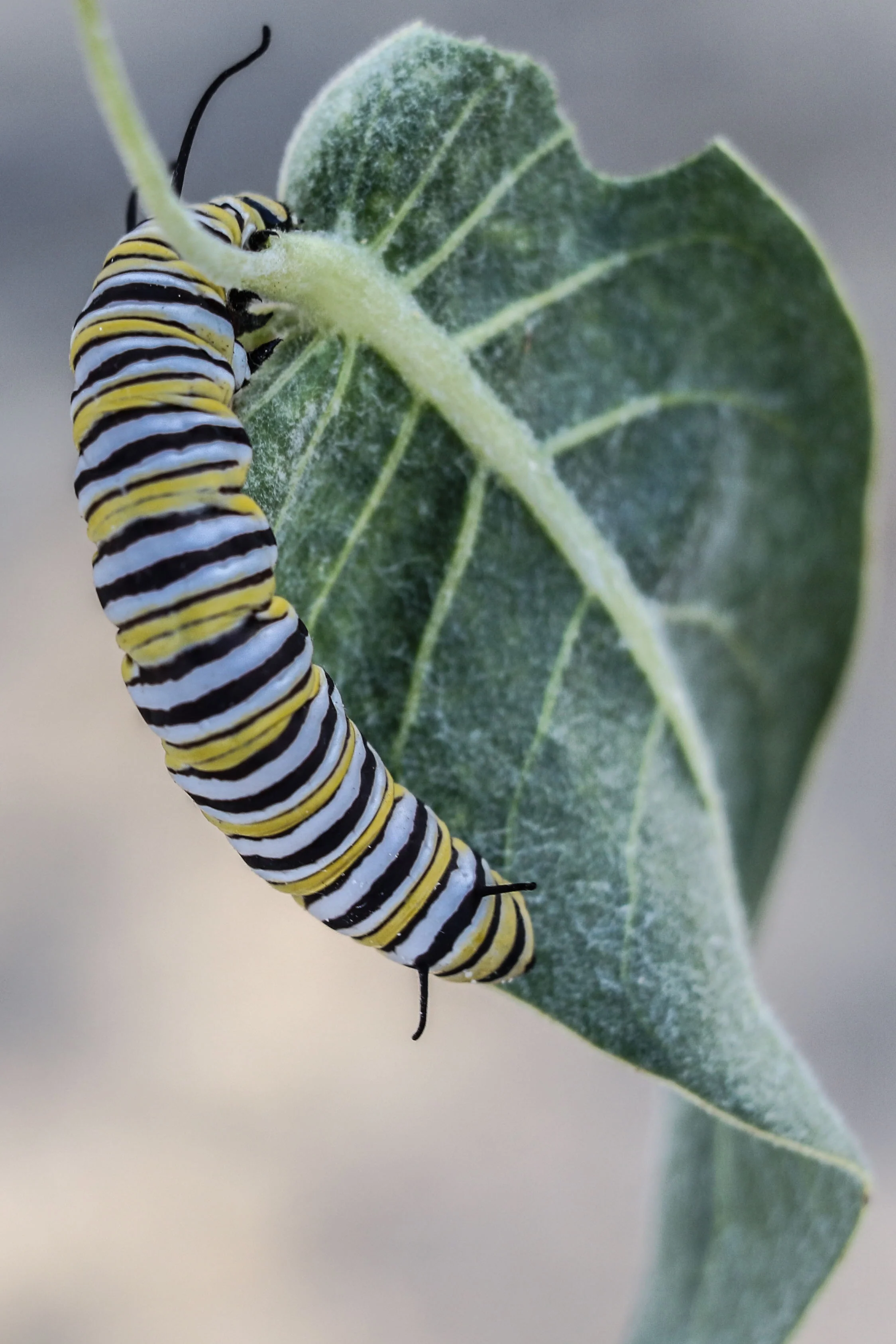 Caterpillar on the leaf of Asclepias vestita, Woolly Milkweed.