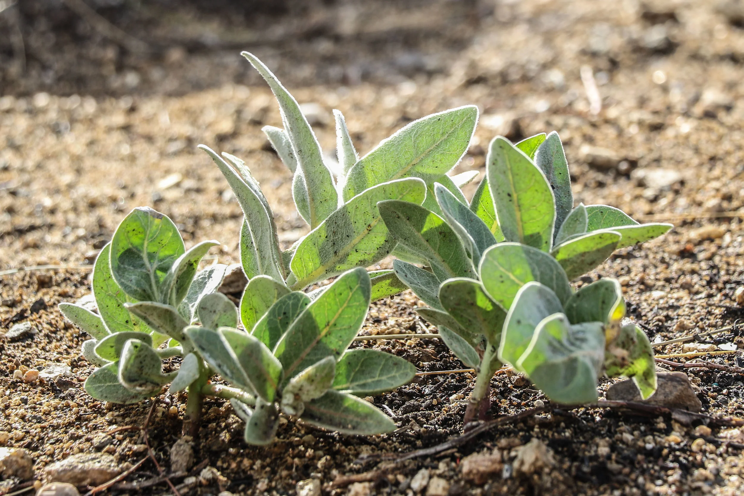 Woolly milkweed grows in the Puma Canyon Ecological Reserve