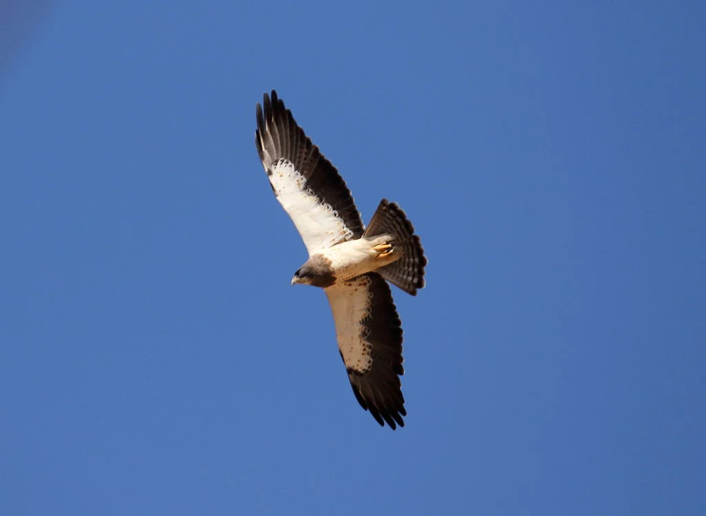 Swainson's Hawks are commonly spotted with Turkey Vultures. Notice the light leading edge on the wings. Turkey Vultures have a dark leading edge. Photo courtesy of Wikimedia Commons.