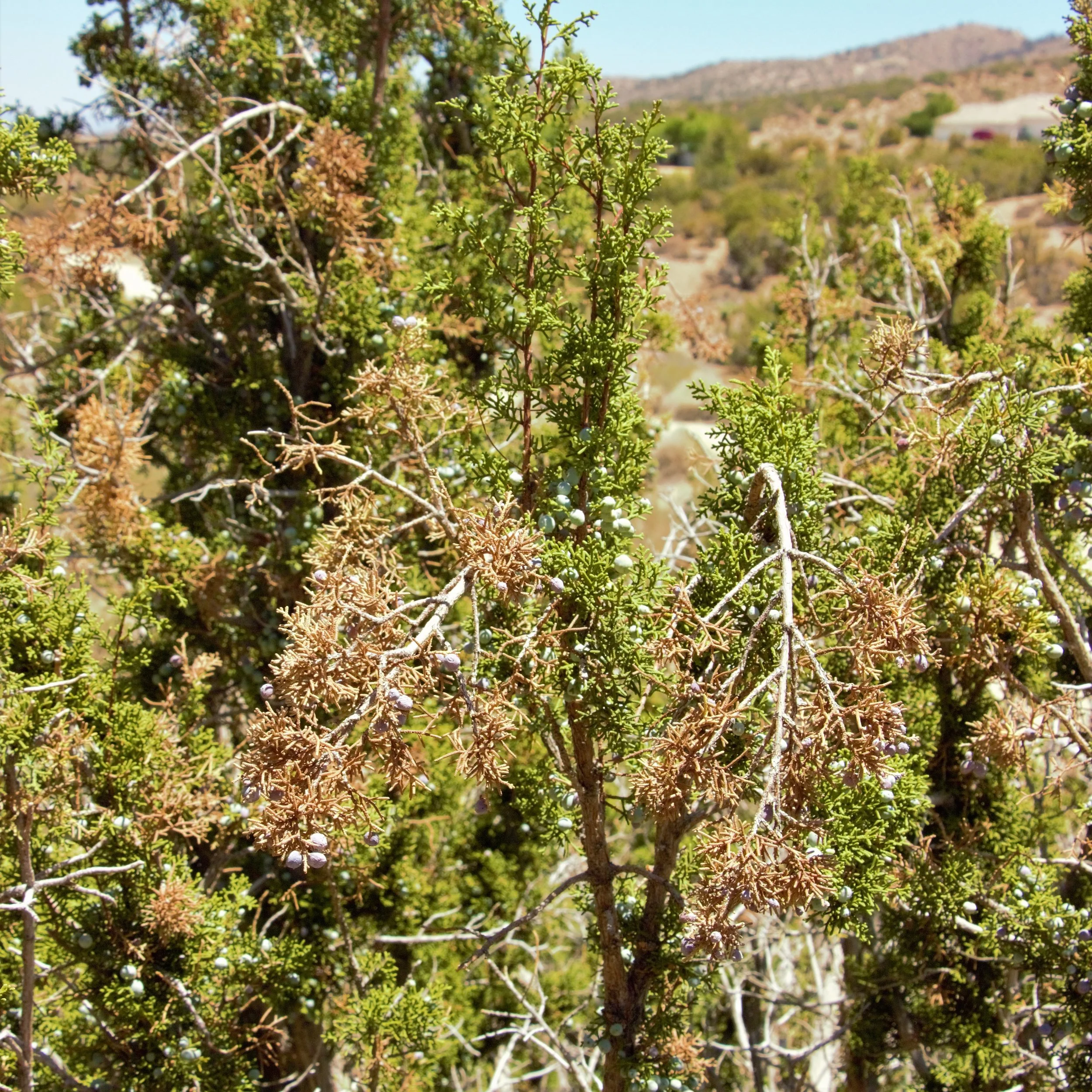 Juniper dieback.jpg