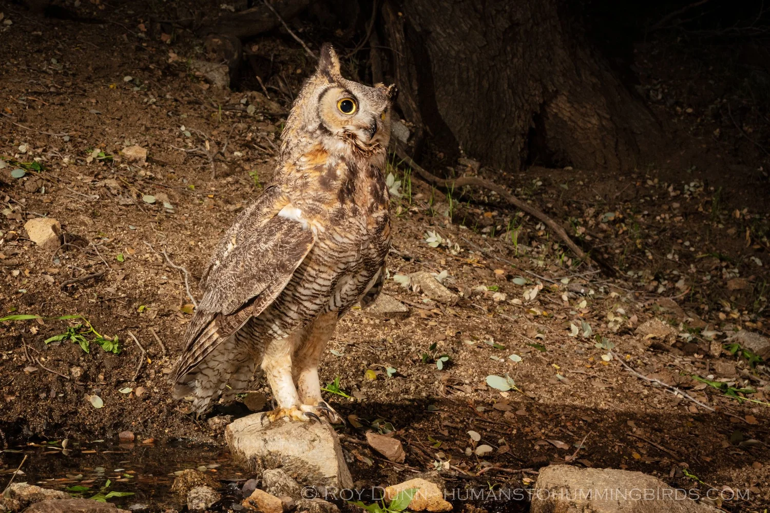PORTAL RIDGE WILDLIFE PRESERVE — Transition Habitat Conservancy