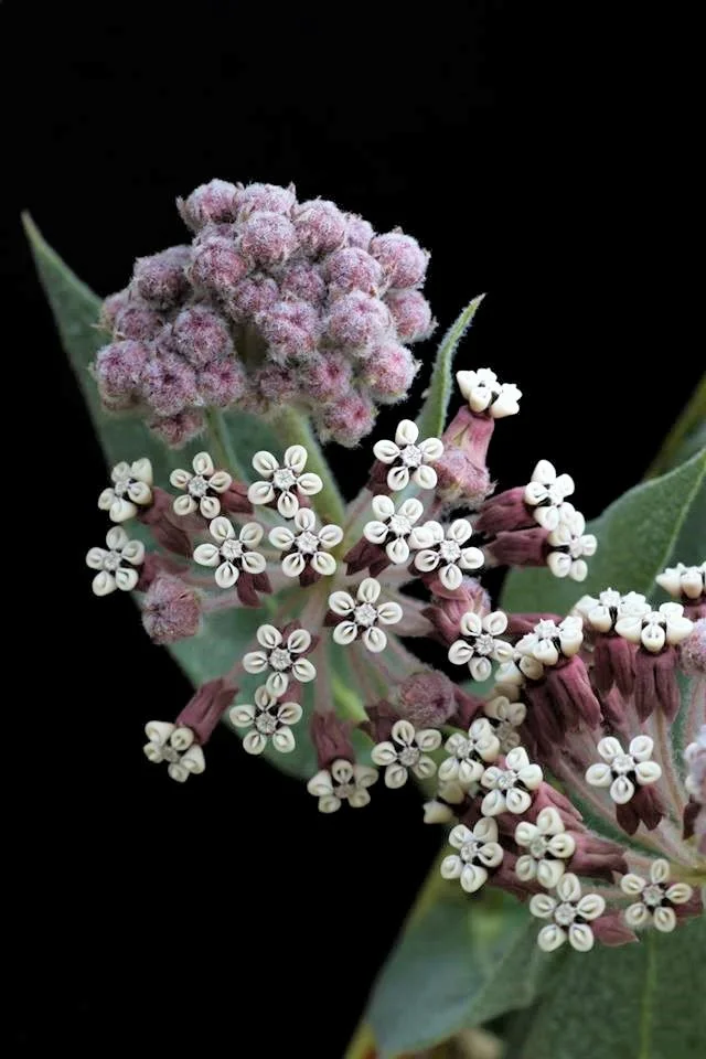 Ascelpias vestita, the woolly milkweed, is an important plant for the monarch butterfly. Milkweed is the only plant that the monarch larvae can eat. Transition Habitat Conservancy actively monitors caterpillars and milkweed populations every year in an effort to maintain healthy monarch migration corridors.
