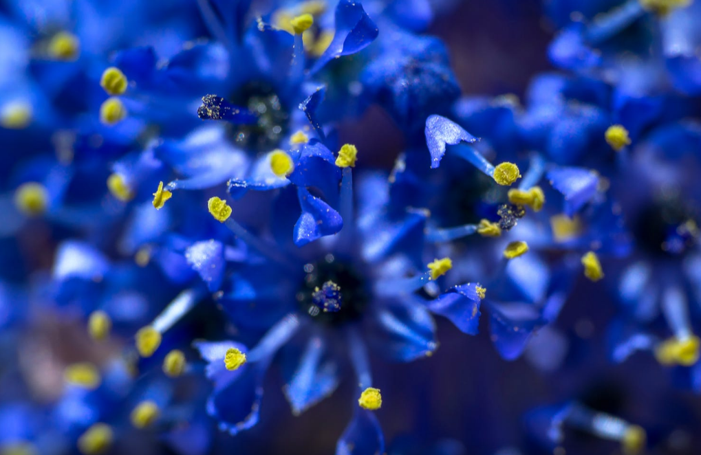 Ceanothus skylark