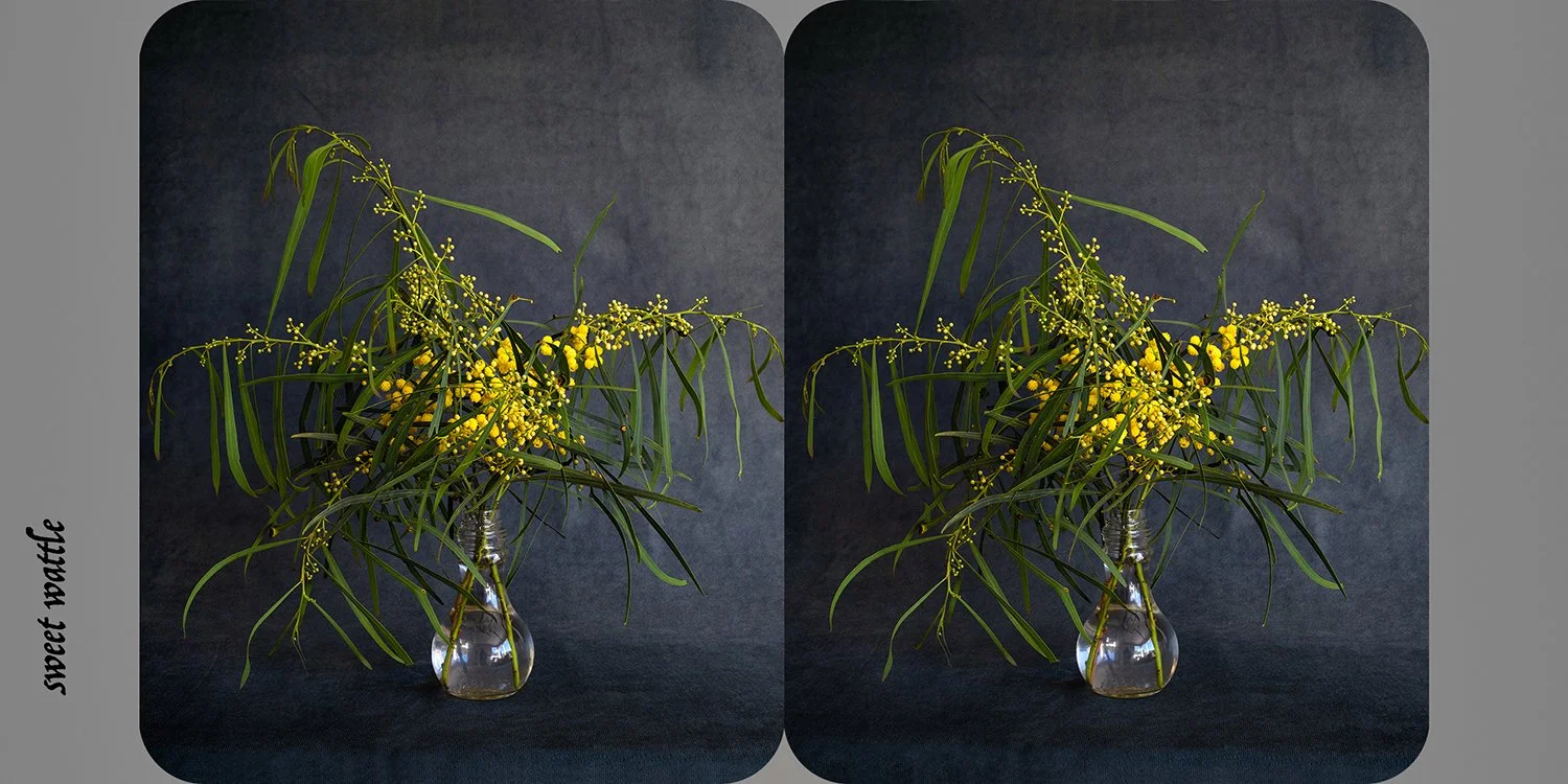   Acacia suaveolens (sweet wattle),  from the exhibition  Nature as Artifice   Archival pigment print, 9 × 18cm 
