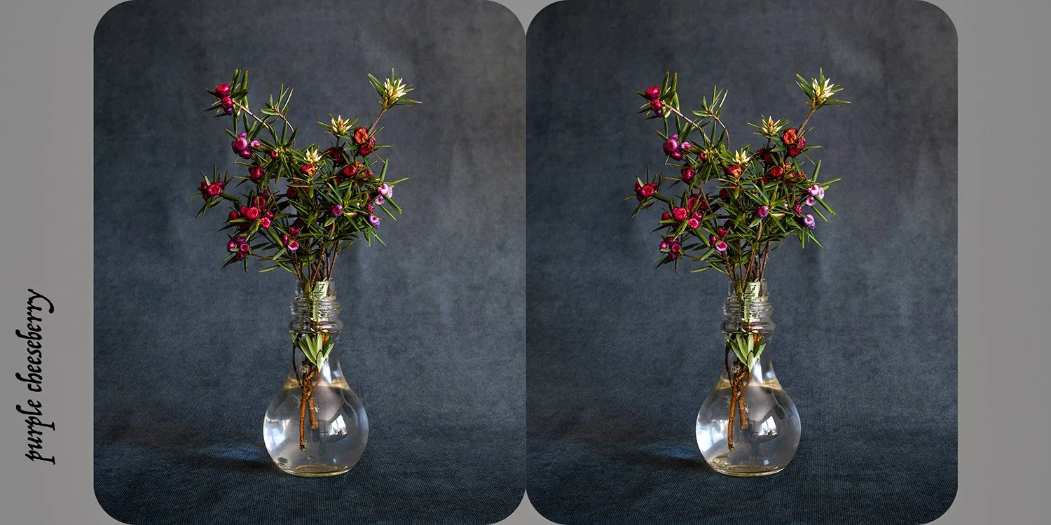   Cyathodes glauca (purple cheeseberry) , from the exhibition  Nature as Artifice   Archival pigment print, 9 × 18cm 