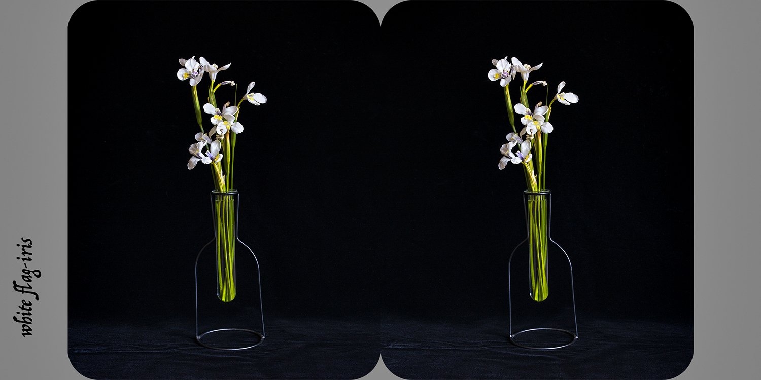   Diplarrena moraea (white flag iris) , from the exhibition  Nature as Artifice   Archival pigment print, 9 × 18cm 