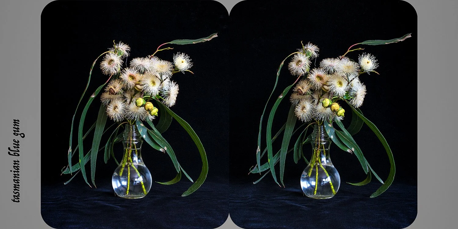  Eucalyptus globulus (tasmanian blue gum) , from the exhibition  Nature as Artifice   Archival pigment print, 9 × 18cm 