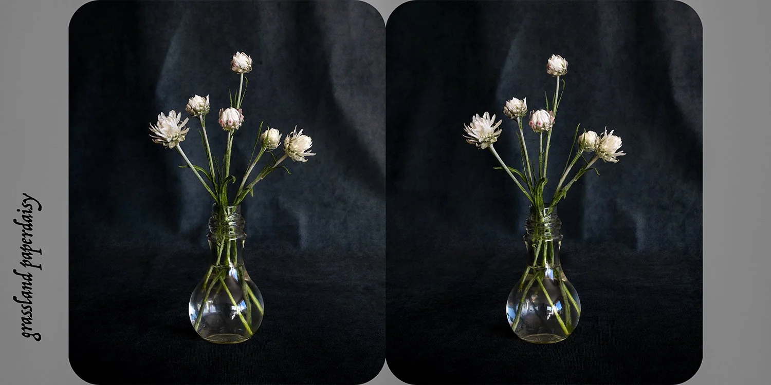   Leucochrysum albicans (grassland paperdaisy) , from the exhibition  Nature as Artifice   Archival pigment print, 9 × 18cm 
